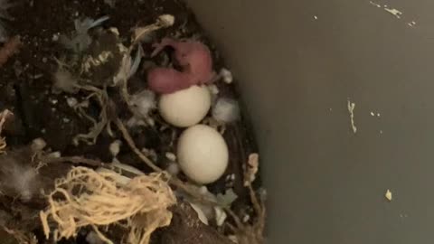 Newborn Baby Budgie