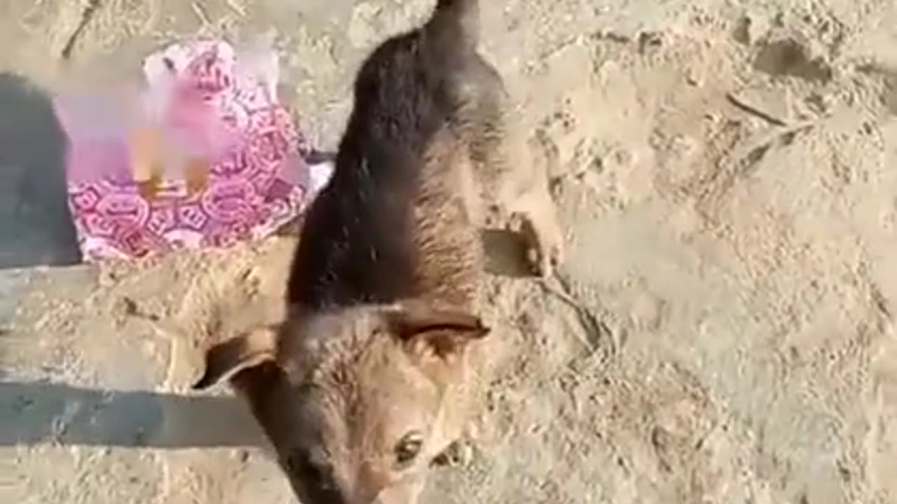 Funny dogy