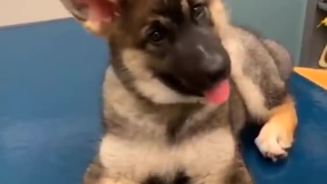 Baby Dogs - Cute and Funny Dog Videos Compilation #62 Funniest & Cutest Golden Retriever Puppies