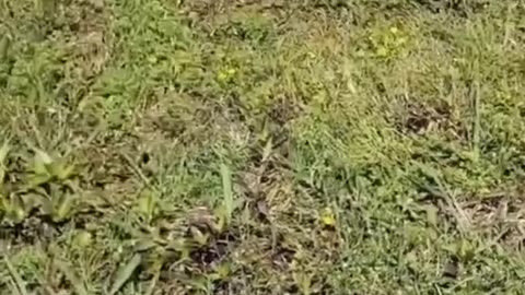 Funniest Animals prank! Funny animals compilation