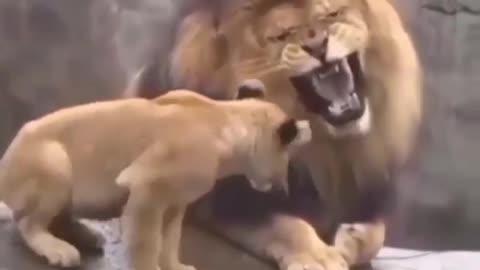 Go Back To Sleep Son