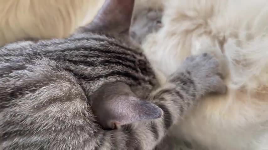 Golden Retriever and Funny Cats