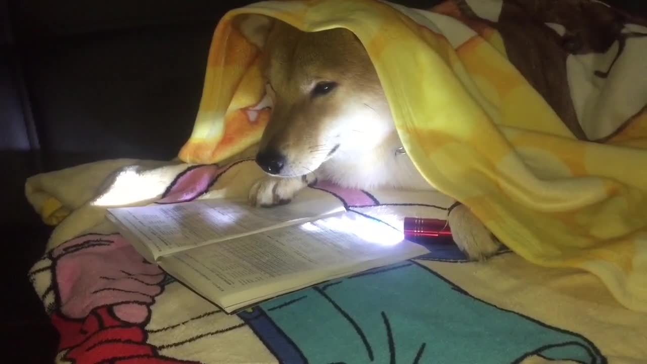 Perro pasa las noches como la mayoría de los humanos