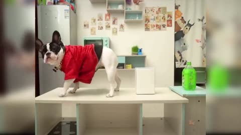 Funny Cat and Dog Videos That Will Make Your Day