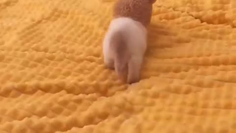 Cats leave paw prints on your heart.