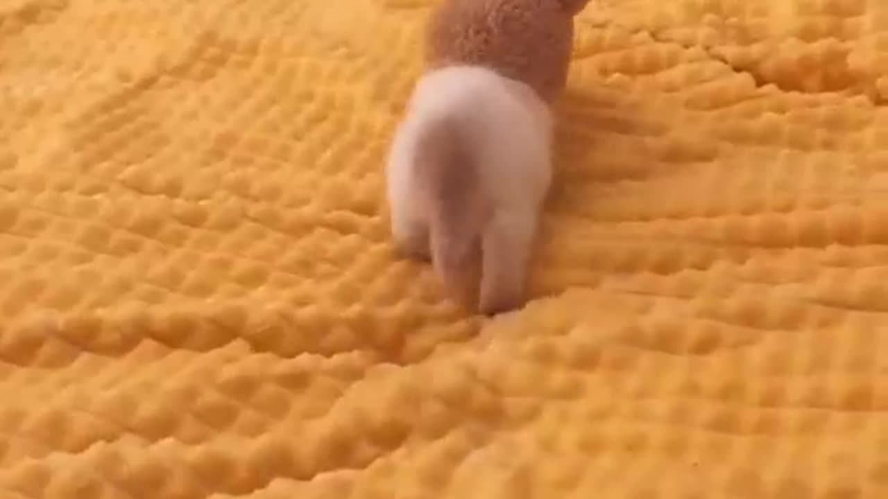 Cats leave paw prints on your heart.