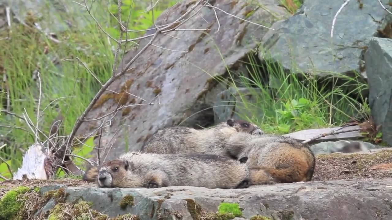 Marmot Fighting