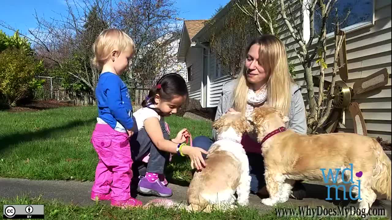 Prevent Dog Bites: Teach Your Dog To Like Kids