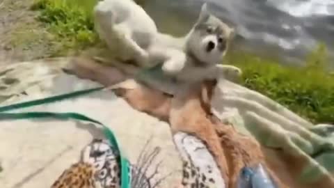 New Funny Videos 2022 😍 Cutest Cats and Dogs 🐱🐶