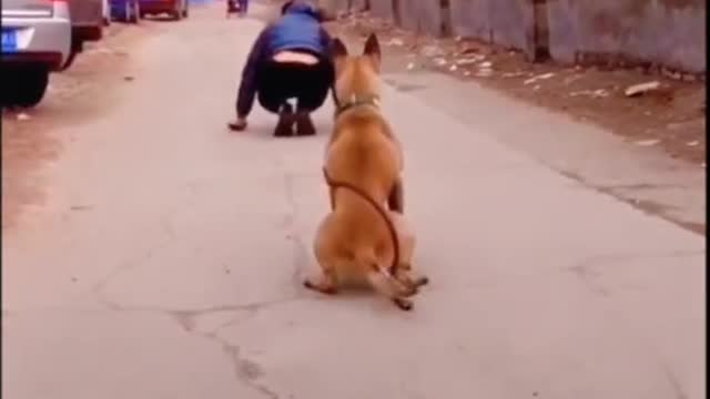 dogs have been great companions and help to handicaps and old people.