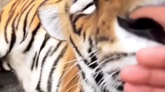 Beautiful Tigerππππππ