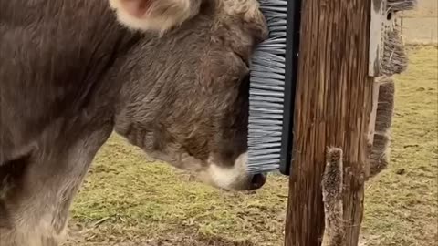 Cute Cow Rubbing Itself Against Scratcher