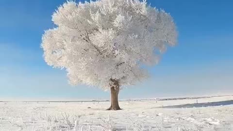 Silver Wrapped Plain In winter