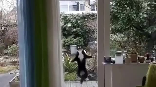 Funniest Cats 😹