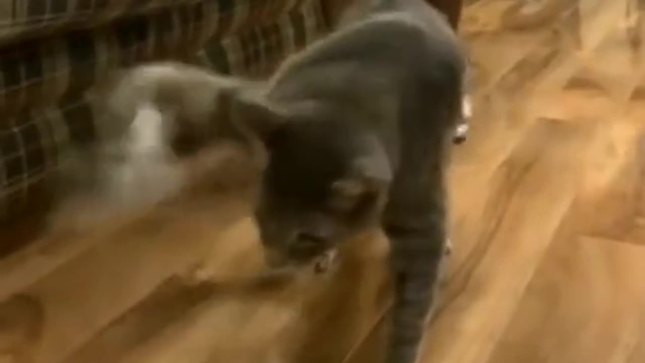 Cats funyy video