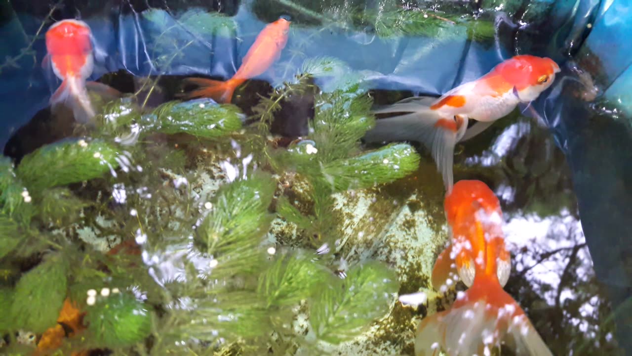 Colorful Fish Cultivation at Home