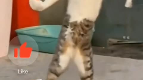 Cutiee catty ❤️ dancing