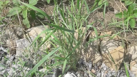 Grass in stone