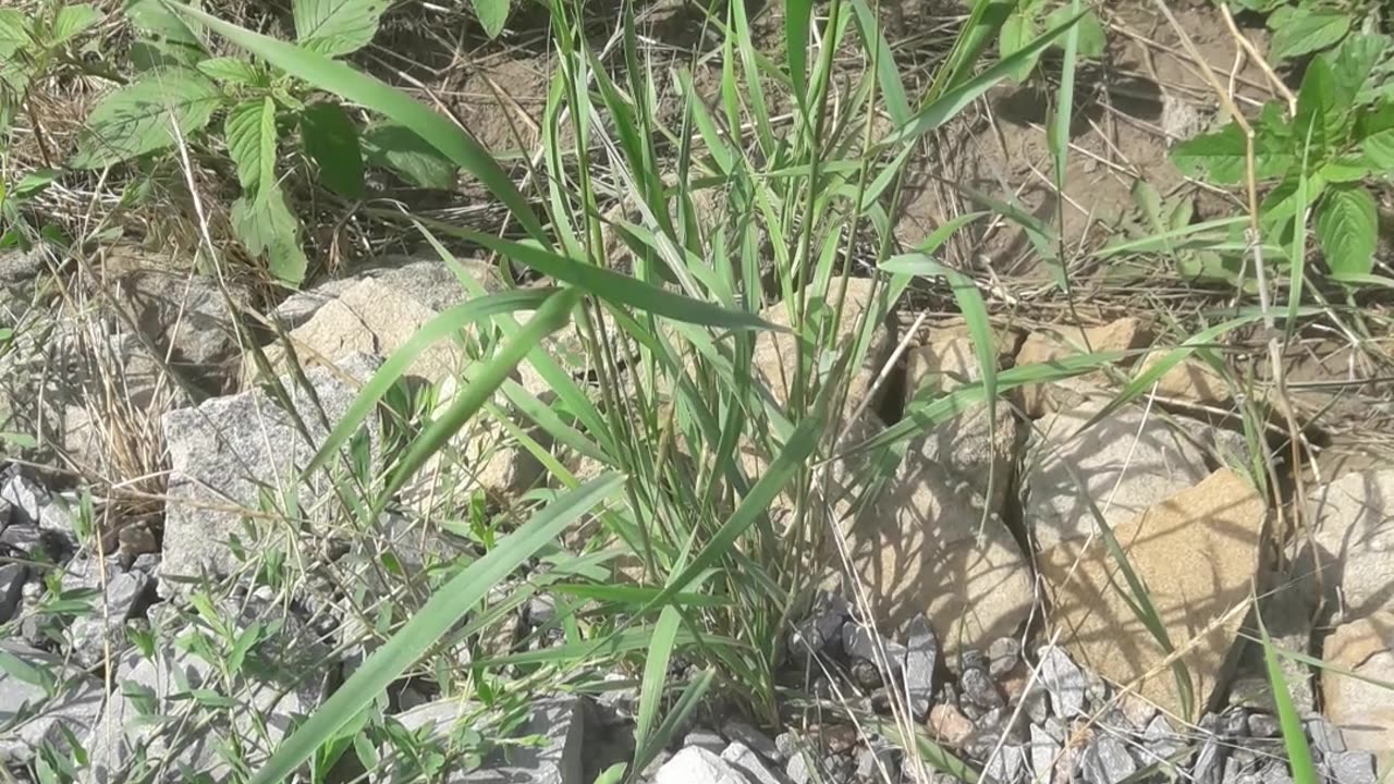 Grass in stone