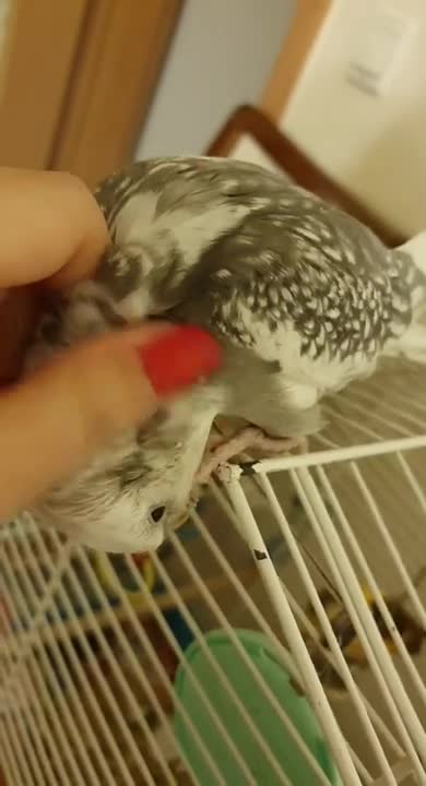 The most beautiful and cutest cockatiel you will see at the end of 2021