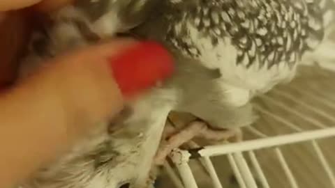 The most beautiful and cutest cockatiel you will see at the end of 2021