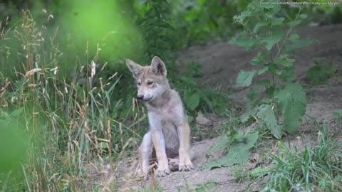 Rare Mexican wolf pup gets her official name after the public votes