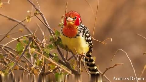 Every bird, every tree, every flower reminds me what a blessing and privilege it is just to be alive