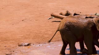 sri lankansri lankan wild elephant