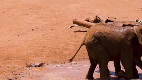 sri lankansri lankan wild elephant