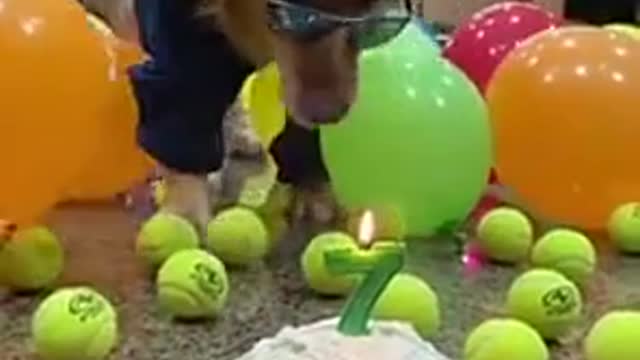 This pawty is lit 😎