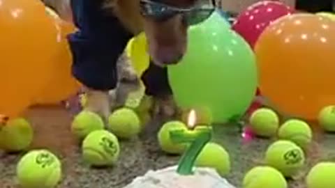 This pawty is lit 😎