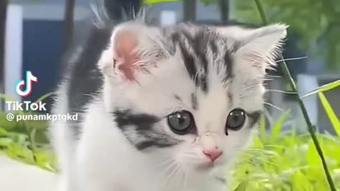 Cute cat