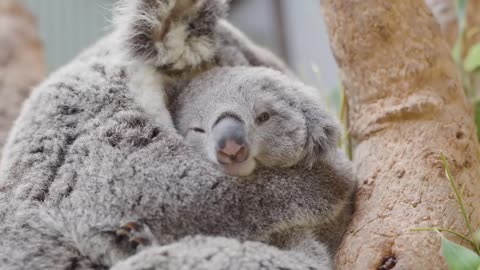 This baby Koala just loves cuddling lovely