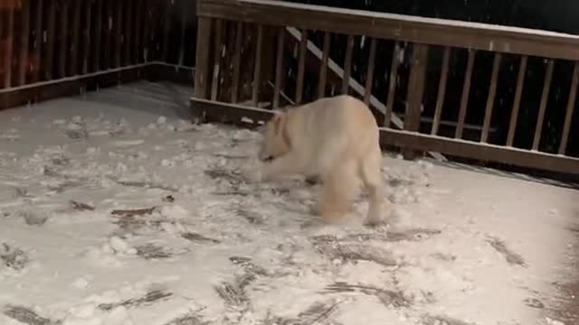 POV: your puppy is absolutely losing it over his first snowfall