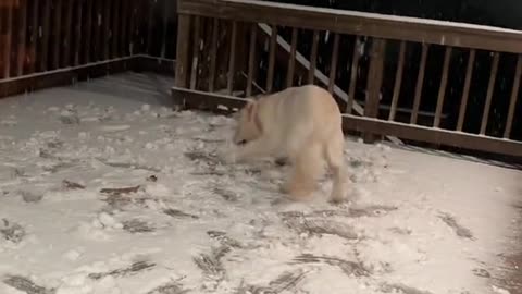 POV: your puppy is absolutely losing it over his first snowfall