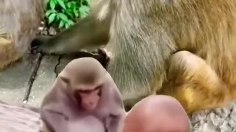 Monkey funny video