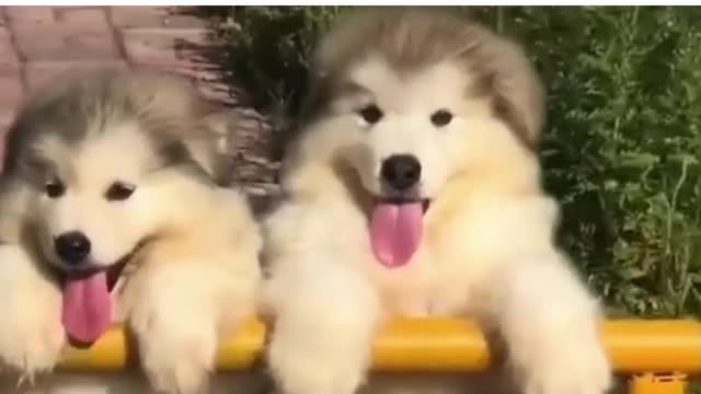 Cute husky doggies sightseeing!!!