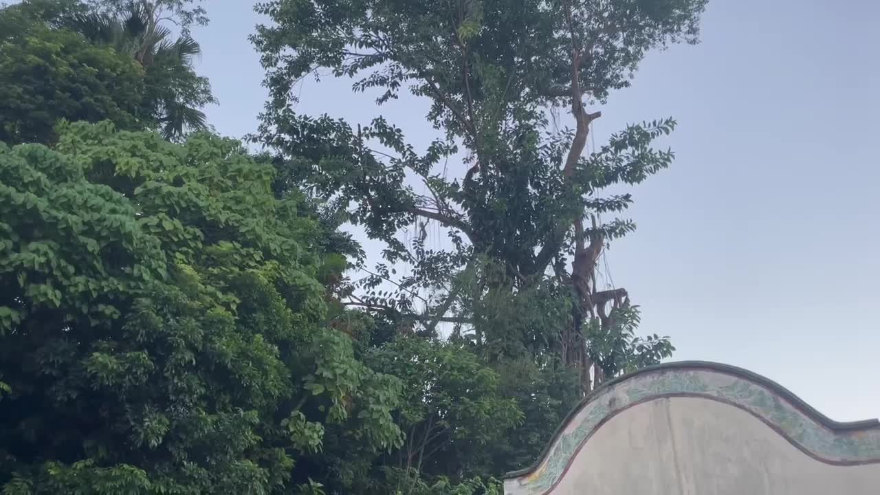 Banyan Tree Vandalism