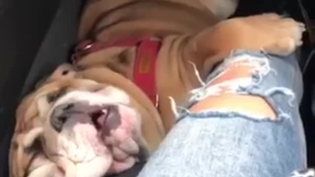 My bulldog English sleep in car😂