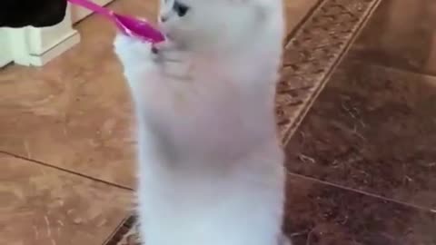 funny animal shorts