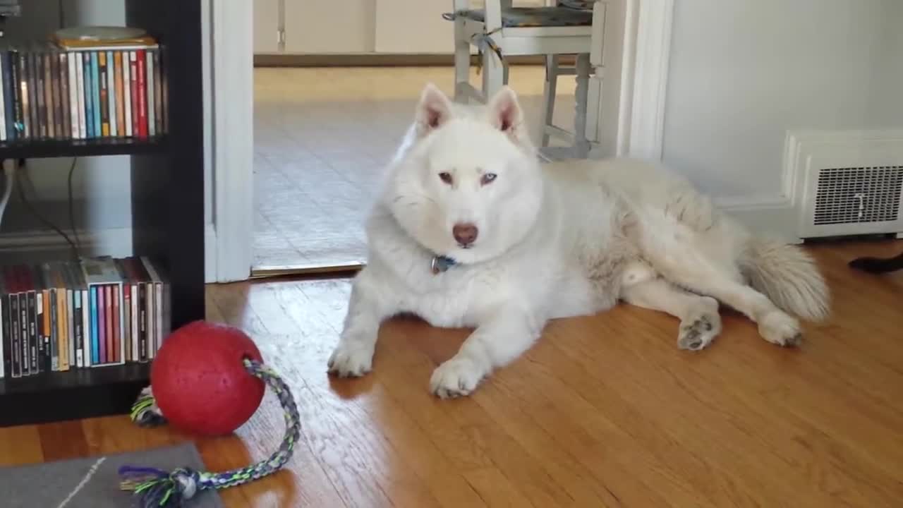 Husky hiccups