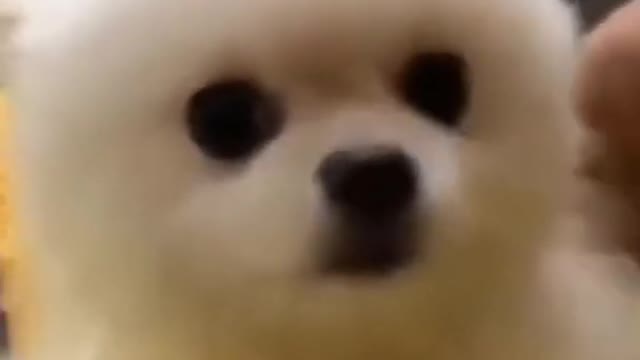 ##cute and funny dog video