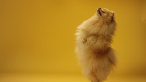 CUTE and FUNNY Munchkin Cats!