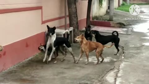 Street dogs fight || dogs fight video ..