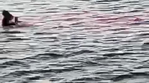 ΚΑΡΧΑΡΙΑΣ ΑΙΓΥΠΤΟΣ