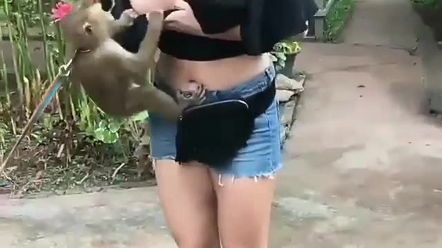 Monkey playing with girl funny moments 😀😀😀