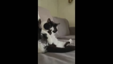 Best Funniest Cats - Don't try to hold back Laughter Funny Cats 2023