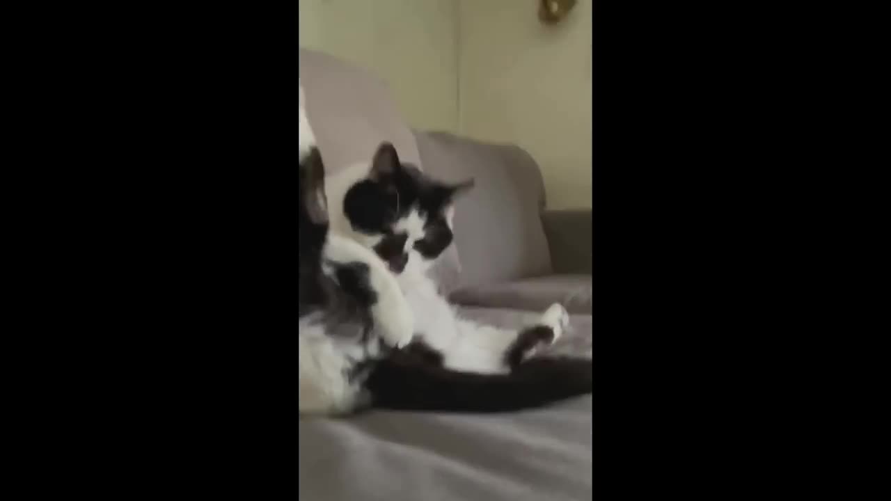 Best Funniest Cats - Don't try to hold back Laughter Funny Cats 2023