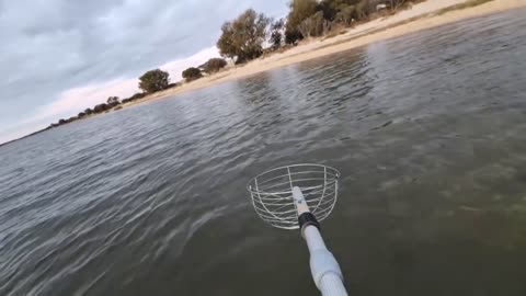 Australia #fishing for Blue #crabs