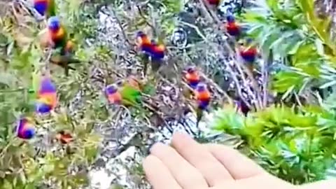 Tree full of birds